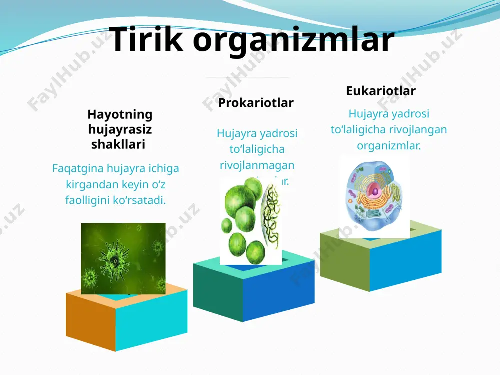 o‘xshash bo‘lgan tuzilmaga ega. xalqasimon xromosomasi, eukariotlar xromosomasidan farqli ravishda gistonli oqsillarga ega emas. genetik tizimi(genofor, nukleoid) hujayra membranasiga birikkan va sodda ko‘rinishdagi xromosomaga mos keladi. prokariot hujayra (bakteriya) tashqi tomondan xuddi eukariot hujayra kabi plazmatik membrana bilan koplangan. prokariotlarning hujayra membranasi xujayraning ichki tomonidan ko‘plab bo‘rtikchalar - mezosomalar xosil qilgan ularda prokariotlarning moddalar almashinuvini ta’minlovchi fermentlar joylashgan. plazmatik membrana yuzasi esa o‘simlik hujayrasi devorini eslatuvchi uglevodlardan iborat parda bilan qoplangan fakat u o‘simliklardagi kabi sellyulozadan emas balki polisaxaridlardan - murein(bakteriyalarda) va pektin - (sianobakteriyalarda) iborat. prokariot xujayralar sitoplazmasida membranali organoidlar (mitoxondriya, plastida,endoplazmatik tur(ept), goldji majmui, lizosoma) yo‘q. ularning funksiyasini tashki membrananing burma va bo‘rtikchalar - mezosomalar bajaradi. prokariotlar sitoplazmasida mayda ribosomalar tartibsiz joylashgan, ular eukariot hujayralaridan farq qiladi. prokariot hujaralarda sitoskelet ham yo‘q, ba’zida xivchinlar uchraydi. ko‘pchilik prokariotlar anaerob xisoblanadi va ular uchun kislorod xavfli. azot jamlovchi ayrim bakteriyalar molekular azotni xavodan jamgaradi. prokariotlarning ayrim turlari mezosomada joylashgan xlorofill …