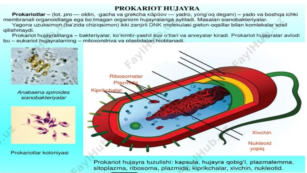 hosil qiluvchi organizmlar bo’lib, ko’p hujayrali vakillari to’g’ri yoki bukilgan, hatto spiralsimon shakllarda mavjuddir. hujayrada xilma-xil pigmentlar uchraydi, lekin ular orasida ko’k fikotsian va yashil xlorofill pigmentlari ko’proq bo’ladi. ko’k-yashil su’v o’tlar bakteriyalarga o’xshash hujayrasining tiriklik qismi yadro va boshqa hujayra organoidlariga ajralmagan. hujayra po’sti pektindan iborat. hujayrada fotosintez mahsuli sifatida oqsil donachalari zahira moddalar sifatida to’planadi. ko’k-yashil suv o’tlar hujayrasi odatda ikkiga bo’linish yo’li bilan ko’payadi. bundan tashqari, ipsimon vakillari iplarining bir necha qismlarga ajralishi ya’ni, gormogoniylar yordamida ko’payadi. markaziy osiyo cho’llarida ko’k-yashil suv o’tlar tuproq hosil bo’lishi jarayonlarida qatnashadi. ular atmosferadagi erkin azotni o’zlashtirish xususiyatiga ega va tuproqni azotga boyitadi. yaponiya va xitoyda nostokning ba’zi tur-lari ozuqa sifatida ishlatiladi. ko’k-yashil suv o’tlar bo’limining bir hujayrali vakillariga xrokokk (chroccoccus), ipsimon holdagi vakillariga ossillatoriyani (oscillatoria), koloniyali holdagi vakillariga esa nostok (nostoc)ni ko’rsatish mumkin. ossillatoriya – oddiy ipsimon, shilimshiq pardasi bo’lmagan hujayrasining eni bo’yidan bir neclia marta katta. ossillatoriya ipi tanasi …