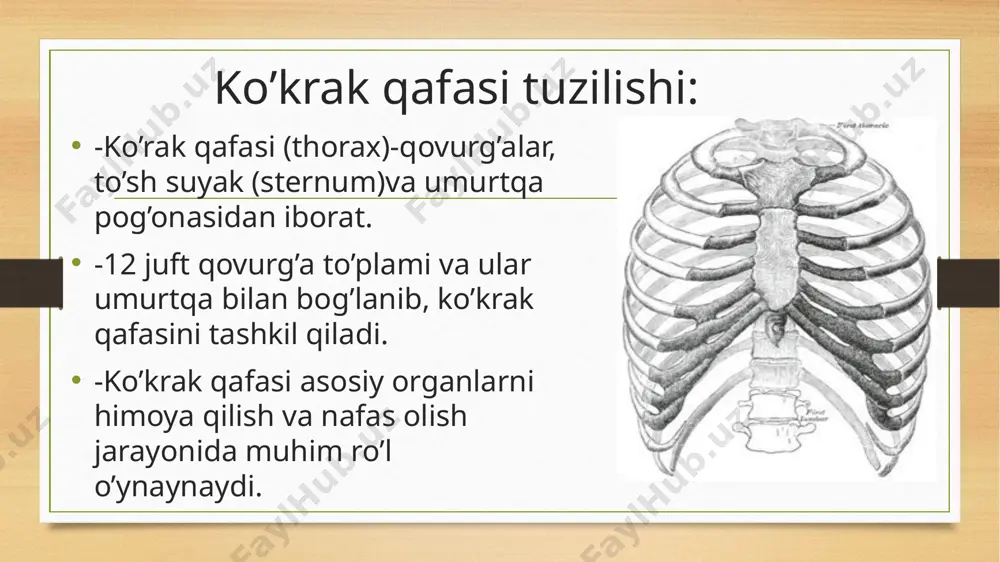 ko‘krak qafasi, qovurg‘alar va to‘s suyak - Page 3