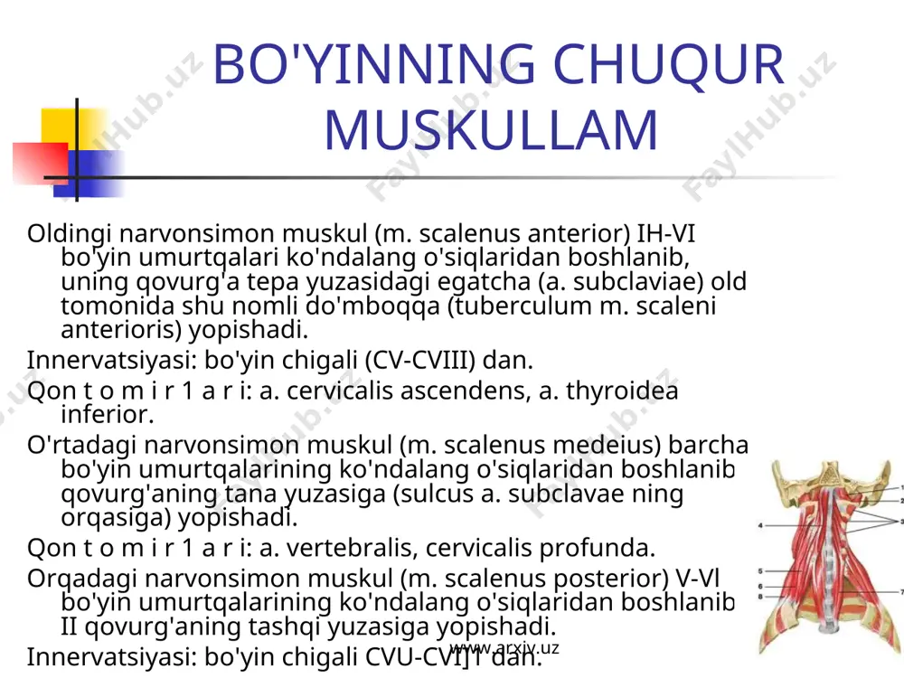 bo'yin muskullari - Page 5