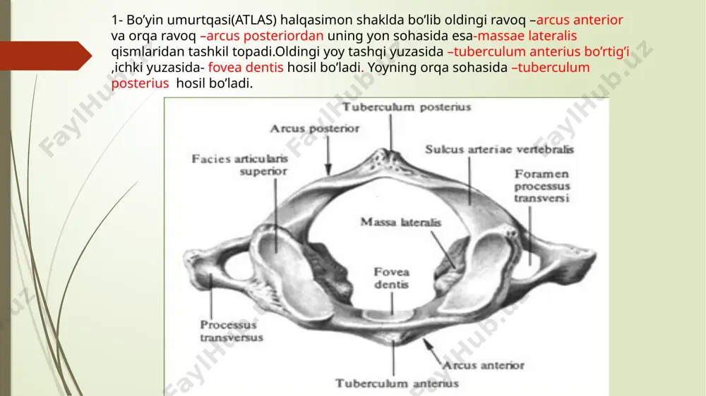 um sterni 4,7-incisura costalis 5-corpus sterni 6-processus xipoideus 26 image1.jpeg image2.jpeg image3.jpeg image4.jpeg image5.jpeg image6.jpeg image7.jpeg image8.jpeg image9.jpeg image10.jpeg image11.jpeg image12.jpeg image13.png image14.jpeg image15.jpeg image16.jpeg image17.png image18.png image19.jpeg image20.jpeg /docprops/thumbnail.jpeg