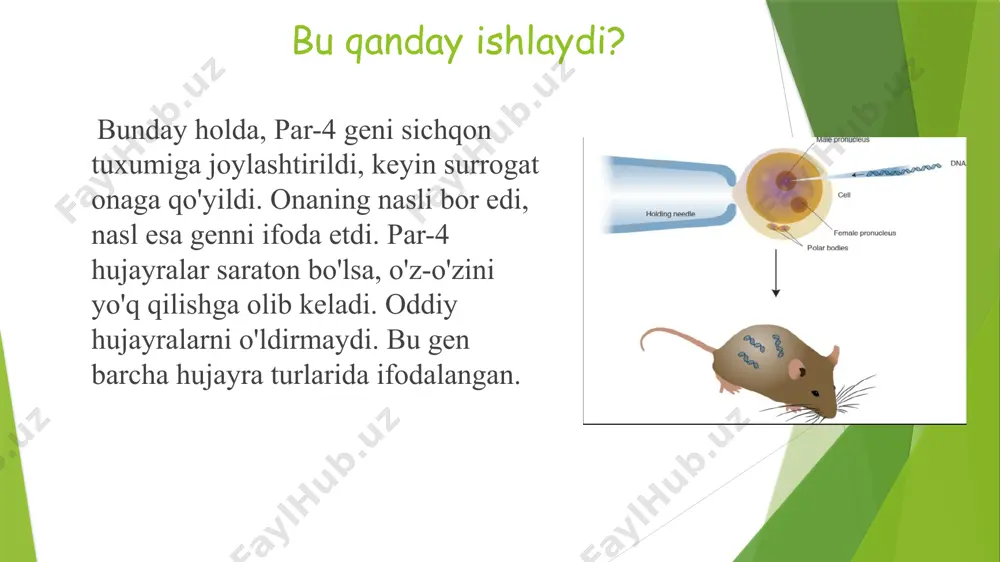 ini mikroin'eksiya qilish; 3) in'ektsiya qilingan zigotalarni homiladorlik uchun tayyorlangan retsipient urg'ochilarga transplantatsiya qilish; 4) polimeraza zanjiri reaktsiyasi (pcr tahlili) orqali tug'ilgan avlodning transgen mavjudligini tahlil qilish; echki zigotasining erkak pronukleusiga rekombinant dnkni mikroin'ektsiya qilish momenti inson laktoferrinining genetik tuzilishi bilan ishlab chiqilmoqda. laktoferrin ayollarning ona sutida mavjud bo'lib, bolaning tanasini har xil kasalliklardan himoya qiluvchi tabiiy antibiotik hisoblanadi. qarama-qarshi jinsdagi inson g-csf geniga ega ikkita transgen echki - kamil (chapda) va avgustin (o'ngda). qorong'u mushuklarda porlash tadqiqotchi turk angora urg‘ochi mushuklarining teri hujayralarini olib, qizil lyuminestsent oqsil ishlab chiqarish uchun genetik ko‘rsatmalarni kiritish uchun virusdan foydalanganlar. keyin ular genlari o'zgartirilgan yadrolarni klonlash uchun tuxumlarga joylashtirdilar va klonlangan embrionlar donor mushuklarga qayta joylashtirildi - mushuklar o'z klonlari uchun surrogat onaga aylandi. hayvonlarni lyuminestsent oqsillar bilan muhandislik qilish qobiliyati ularga sun'iy ravishda inson genetik kasalliklari bo'lgan hayvonlarni yaratishga imkon beradi. kamchiliklari gen odamlarda boshqacha reaksiyaga kirishishi mumkin. mushuklar agrissiv bo’lib qoladi. …