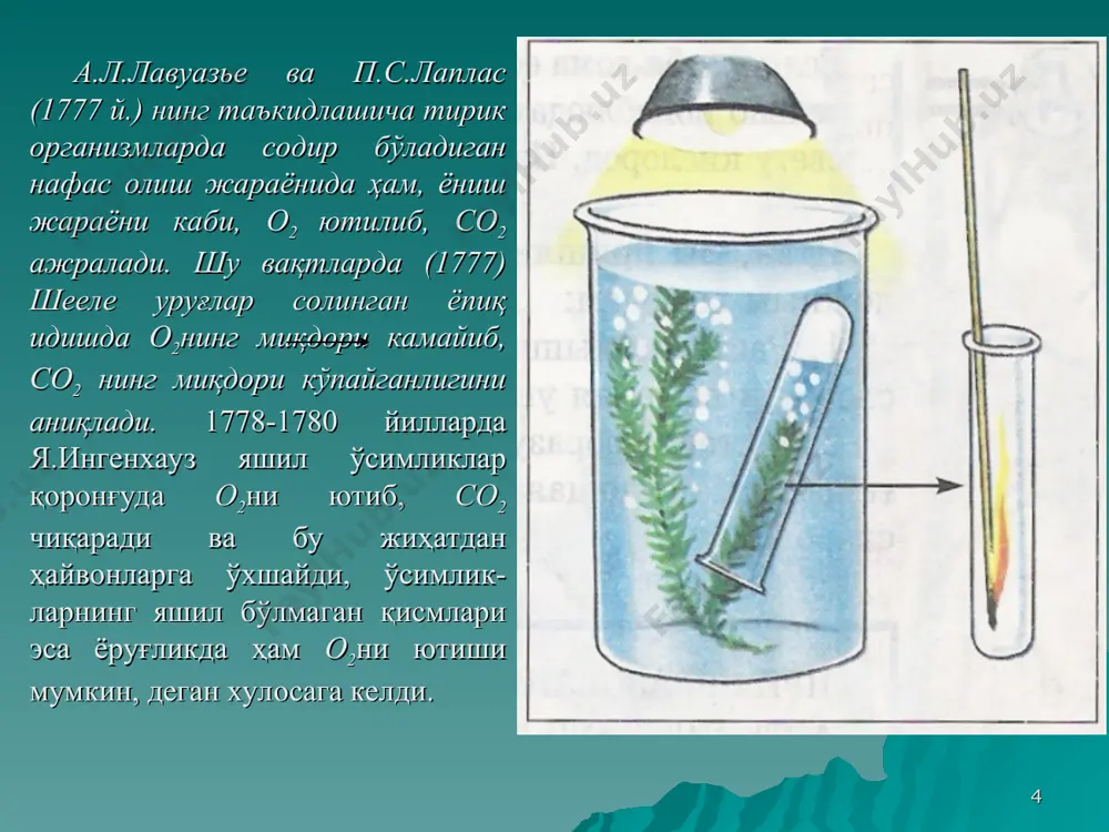 рувчи оксидловчи модда (а) яна ажралиб қолади, органик модда (в) эса тўла оксидланади. * 1955 йилда япония (о.хаяиши ва бошқалар) ва ақш (г.с.мэзон ва бошқалар)да молекуляр кислороднинг органик моддалар билан бирикиши мумкинлиги исботланди. бу назариянинг хозирги вақтда нафас олишга алоқаси йўқлиги маълум бўлишига қарамасдан, а.н.бах назарияси нафас олиш химизмини ўрганишга йўл очиб берганлиги билан муҳимдир. * в.и.палладиннинг водородни фаоллаш-тириш назариясига кўра нафас олиш икки босқичдан иборат: 1) анаэроб; 2) аэроб. кейинги изланишларда нафас олиш анаэроб ва аэроб босқичлардан иборатлиги ҳамда бунда сув иштирок этиши тўла тасдиқланди. 1912 йилда немис биокимёгари г.виланд ҳам биологик оксидланиш водороднинг ажратиб олиниши билан боғлиқлигини кўрсатган эди. нафас олишда сувнинг иштирок этиши ва кислород водороднинг охирги акцептори эканлиги 1955 йилда б.б.вартапетян ва л.а.курсановлар тажрибасида орқали исботланди. * нафас олишнинг дастлабки кислород талаб этилмайдиган анаэроб босқичида глюкоза парчаланиб, сарфланишини ҳисобга олиб, бу цикл гликолиз цикли деб юритилади. гликолиз циклидаги реакциялар цитоплазмада содир бўлади. бу цикл содир бўлгунча …