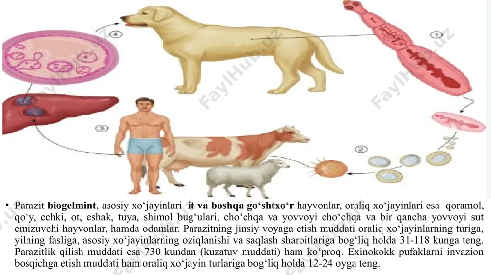 exinokokkozning diagnostikasi - Page 5