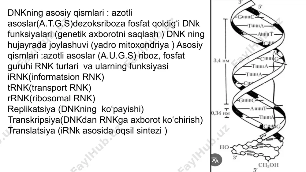dnk va rnk - Page 3