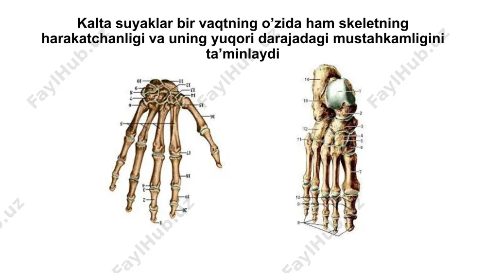 tagli poyafzal kiyishi oyoq kaftlarining gumbazsimon joylanishi juda katta miqdordagi mustahkam bug’un bog’larning ushlab turishi tufayli ta’minlanadi. ko’rsatilgan holatlarda bog’lar cho’ziladi, bu esa kaftni zichlanishiga olib keladi. kaft muskullarini zaiflashtirib yuboradi miya qutisi bolani 13-14 yoshidan boshlab yuz bo’limi ancha tez rivojlanadi va miya bo’limidan ustun bo’ladi. yangi tug’ilgan bolada miya qutisining hajmi yuz suyagi hajmidan 8 marta katta bo’lsa, voyaga yetgan odamlarda 2-2,5 marta katta bo’ladi. yangi tug’ilgan bolalarning bosh suyaklari bir-biri bilan biriktiruvchi to’qimali yupqa parda bilan tutashgan bo’ladi. bu pardalarni soni bir necha suyaklar birikkan joyda yanada ko’proq bo’ladi. bu –liqildoqdir. liqildoq har bir tepa suyaklarining burchaklari bo’ylab joylashgan bo’lib, juft bo’lmagan peshona va jag’ hamda juft oldingi yonbosh va keyingi yonbosh liqildoqlarni hosil qiladi. liqildoq tufayli bosh suyagining ustki qismi o’zining qirralari bilan bir-biriga kirib turadi. bunday holatda bo’lgan bosh suyagi bola tug’ilgan paytida uni tug’ish yo’llari orqali o’tishida muhim ahamiyatga ega. kichik liqildoqchalar 2-3 oylikga …
