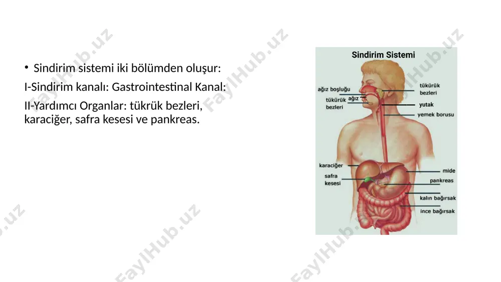 yüzünü ve karın içindeki organların dış yüzünü örten seröz zardır. i̇ki yaprağı vardır: parietal periton visceral periton parietal ve visceral periton yaprakları arasındaki potansiyel boşluğa: cavitas peritonealis denir i̇çinde seröz sıvı bulunur böylece organların sürtünme sonucu zarar görmesi engellenmiş olur periton, organlar üzerinde atlarken bazı çıkmazlar oluşur. parietal periton, bulunduğu yerdeki damarlardan beslenir ve spinal sinirler tarfından innerve edilir visceral periton, sarmış olduğu organa ait damarlardan beslenir ve o bölgedeki plexuslar aracılığıyla otonom sisteme ait sinirler tarafından innerve edilir parietal periton, genel duyulara hassastır visceral periton, genel duyulara hassas olmayıp, gerilmeye karşı çok duyarlıdır. gerilme ile şiddetli ağrılar olur. apandisit: appendix iltihabı disfaji: yutma güçlüğü gastrit: mide mukozası iltihabı glossit: dil iltihabı. hemoroid: basur. kalın barsağın son kısmında bulunan venlerin genişlemesi (bir tür varisidir). hepatit: karaciğer iltihabı herni: fıtık özofajit: yemek borusu iltihabı pankreatit: pankreasın iltihabı cavi̇tas ori̇s: ağız boşluğu önde dudaklar, yanlarda yanaklar, üstte damak, altta dil ve ağız …
