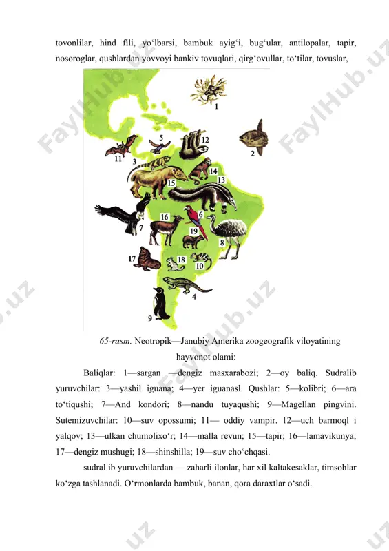 ng hayvonot olami ko‘p jihatdan paleoarktikanikiga o‘xshash. har ikki viloyatda ham qunduz, bug‘u, los, tulki, suvsar, oq ayiq, oq sichqon, oq tovushqon, yumronqoziq, silovsinlarni ko‘rish mumkin. yevropa zubri shimoliy amerikadagi bizonga, sibir bu - 66-rasm. habashiston (afrika) viloyatining hayvonot olami: baliqlar: 1—mo‘ylov baliq mindano. sudralib yuruvchilar: 2—nil timsohi. qushlar: 3—afrika tuyaqushi; 4—tojdor turna; 5—kotib qush. sutemizuvchilar: 6—afrika fili; 7—oq karkidon; 8—qoramtir rangli karkidon; 9—suv ayg‘iri; 10—jirafa; 11—otsimon ohu; 12—kafr buyvoli; 13— kanna; 14—chala maymunlar; 15—qiloyoq yoki ay-ay; 16—yashil martishka; 17—gorilla; 18—shimpanze; 19—sher; 20—qoplon. g‘usi — maral, amerika bug‘usi — kapitiga, yevropa yovvoyi qo‘yi — muflon amerika tog‘ qo‘yiga ko‘p jihatdan o‘xshashdir. o‘simliklari ham paleoarktik biogeografik viloyat o‘simliklarini eslatadi. o‘rmonlarda pixta, qoraqarag‘ay, boshqa ninabargli o‘simliklar, yopiq urug‘lilardan eman, buk, zarang va boshqa oilalarga mansub o‘t o‘simliklar tarqalgan. biogeografik viloyatlardagi hayvonot va o‘simliklar olamining o‘xshashlik va farqi turli viloyatlardagi hayvonot va o‘simliklar olami o‘zaro taqqoslanganda tiplar, sinflar o‘rtasida tafovutni deyarli ko‘rmaymiz. chunki …