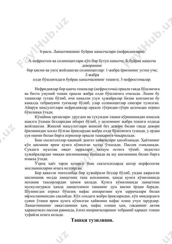 qali to'g'ridan-to'g'ri tselomdan atrial bo'shliqqa o'tadi. ko'payish organlari- urug'don va tuxumdon tashqi ko'rinishidan yumaloq shaklga o'xshash bezlaridan iborat bo'lib, u tselomning jabra teshigi oldida joylashgan. jinsiy mahsulotlari jinsiy bez devori bilan gavda devori yorilishidan hosil bo'lgan yoriqlardan jabra oldi bo'shlig'iga tushadi, u erdan suv oqimi bilan birga atriopor orqali tashqariga chiqariladi. bosh skeletsizlar-haqiqiy dengiz hayvonlari hisoblanadi. hayotining ko'p qismini yarim qumga ko'milgan holda o'tkazadi. passiv oziqlanadi. suvdagi muallaq ovqat zarralari halqum ostiga cho'kib, endostil hujayralardan chiqqan shilimshiqqa yopishadi va shu shilimshiq bilan birga ichakka o'tadi. o'troq hayot tarzi hozirgi bosh skeletsizlarda qator morfologik moslanishlarni yuzaga keltirgan. bir qavatli epiteliyda bir hujayrali bezlar bo'lib, undan ajralgan shilimshiq modda lantsetnik tana qoplamini, hamda qumga ko'milishida mexanik ta'sirlardan himoya qiladi. qumga ko'milishida lantsetnik muskulaturasi hamda lantsetsimon tananing dum qismi yordam beradi. shuningdek atrial bo'shliq nafas apparatini qum zarrachalari bilan ifloslanishidan saqlaydi. ko'p sondagi jabra yoriqlaridan, ko'p miqdordagi suvni o'tishi yarim qumga ko'milgan hayvonni …