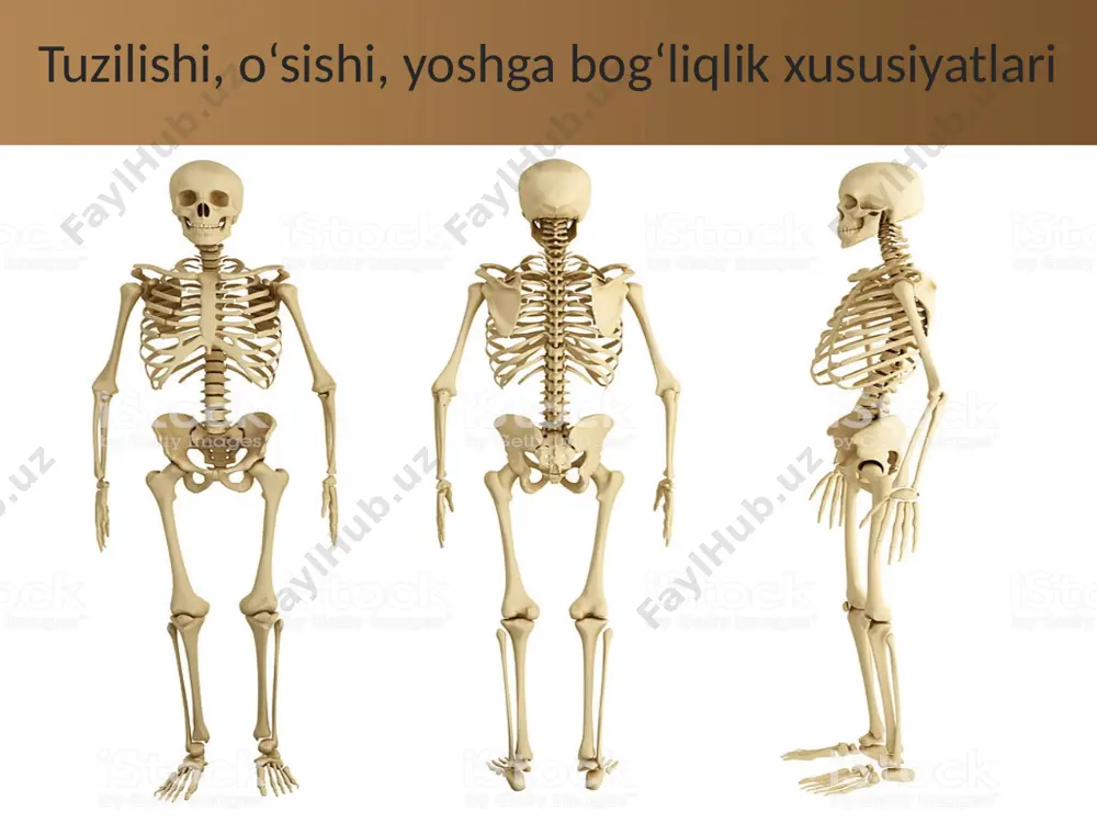 gormonlar ham ta’sir ko‘rsatadi. suyaklarning yoshga bog‘liq xususiyatlari. suyaklar odamning yoshiga qarab o‘ziga xos xususiyatlarga ega. yangi tug‘ilgan bolalarda bosh suyagi o‘zaro birikmagan, bir nechta suyakdan iborat bo‘ladi. shuning uchun bosh suyagining qopqog‘ida, ya’ni o‘zaro birikmagan suyaklar o‘rtasida yumshoq joylar (bo‘shliqlar) bo‘lib, ular liqildoq deb ataladi (16-rasm). bosh suyagi bolaning 3—4, 6—8 va 11—15 yoshlik davrida ayniqsa tez o‘sadi. uning o‘sishi va shakllanishi 20—25 yoshgacha davom etadi. umurtqa suyaklari 17—25 yosh orasida suyakka aylanib bo‘ladi. kurak, o‘mrov, yelka, bilak, tirsak suyaklarining suyakka aylanishi 20—25 yoshgacha davom etadi. qo‘l kaftining suyakka aylanishi 15—16 yoshgacha, barmoqlarning suyakka aylanishi 16—20 yoshgacha davom etadi. d vitamini yetishmasligi yoki quyosh nuridan yetarli foydalanmaslik organizmda kalsiy va fosfor tuzlari almashinuvi buzilishiga sabab bo‘ladi va suyaklanish jarayoni sekinlashadi. natijada raxit kasalligi kelib chiqadi. bunday kasallikka uchragan bolalarning suyagi yumshab, egiluvchan bo‘lib qoladi. ayniqsa, oyoqlari, umurtqa pog‘onasi, ko‘krak qafasi, chanoq suyaklari egrilanib qolishi mumkin. bu esa ularning qad-qomati …