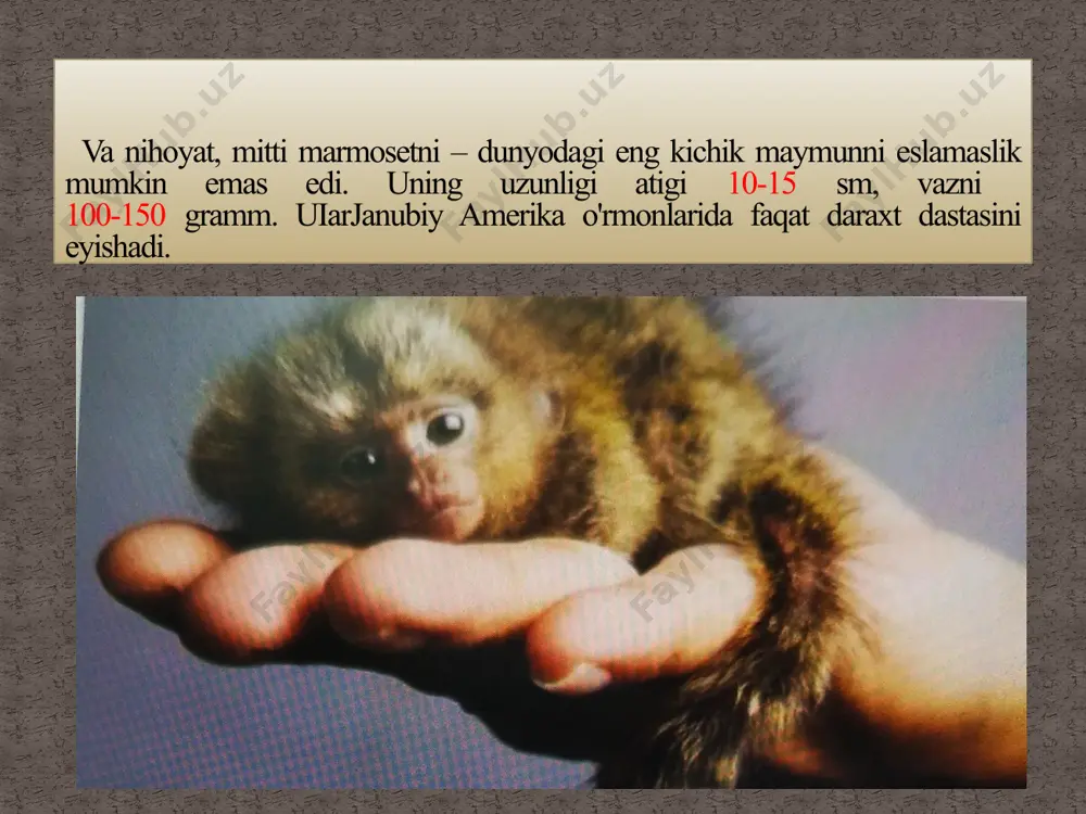 primatlar hayot tarzi - Page 5