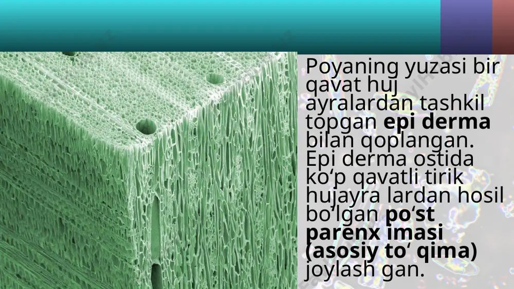 poyaning ichki tuzilishi. 5 - sinf - Page 4