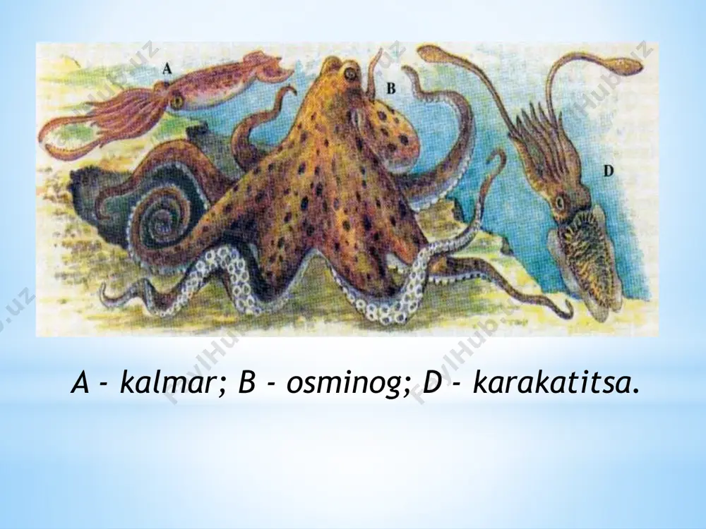 ashgan; bu yerga ichki organlar yo’li ochiladi. molluskalarning ovqat hasm qilish, nafas olish, ayirish, nerv, qon aylanish, jinsiy sistemasi rivojlangan. qon aylanish sistemasi ochiq, yuragi rivojlangan. molluskalar qorinoyoqlilar, ikki pallalilar, boshoyoqlilar sinflariga bo’linadi. oziqlanishi. og’iz teshigi oyoqning asosida joylashgan. kirish sifoni orqali mantiya bo’shlig’iga suv bilan birga organik zarralar, sodda hayvonlar va boshqa mikroskopik jonivorlar kiradi. og’iz oldida joylashgan ikki juft paypaslagichlari oziqni tutib qoladi va hazm qilish sistemasiga yo’naltiradi. nafasolish sistemasi. nafas olish organi - jabralar oyog’ining ikki yonidagi mantiya bo’shlig’ida joylashgan . jabralarning sirtida va mantiya pardasida joylashgan kiprikchalarning harakati tufayli suv mantiya bo’shlig’iga kiradi va jabralarni yuvib, chiqarish sifoni orqali chiqib ketadi. suvda erigan kislorod jabralarga o’tadi, jabraiardan esa karbonat angidrid suvga ajralib chiqadi. kislorod jabradan qon oqimi bilan hamma organlarga tarqaladi. qon aylanish, ayirish va nerv sistemalari suv shillig’inikiga o’xshash. tanasidagi uch juft nerv lugunlari nerv tolalari yordamida o’zaro tutashgan. maxsus sezgi organlari bo’lrnaydi. ko’payishi va …