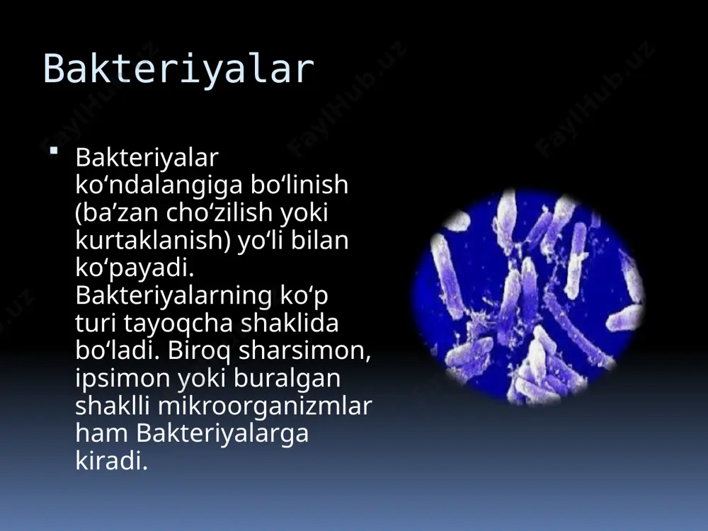 bakteriyalarning bioplyonkasi - Page 5