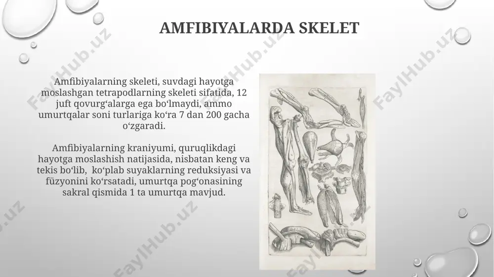alogik xususiyatlar, masalan, qanotlarning hasharotlar va qushlardagi konvergent evolyutsiyasi, funksiyada o‘xshashlikni, lekin umumiy ajdoddan meros bo‘lib qolgan tuzilishni emas, aks ettiradi. gomologik tuzilmalarning morfometrik tahlili va 3d modellashtirish, filogenetik daraxtlarni qurishda va turli xil umurtqali hayvonlar guruhlari o‘rtasidagi evolyutsion munosabatlarni aniqlashda foydalidir. skelet filogeniyasining zamonaviy tadqiqotlari zamonaviy filogenetik tahlillar, shu jumladan, 1000 dan ortiq umurtqali hayvonlarning skelet xususiyatlarini o'z ichiga olgan katta ma'lumotlar to'plamlaridan foydalanib, suyaklarning evolyutsion tarixini aniqlash imkonini beradi. kladistik tahlil va bayes usullari kabi hisoblash usullarining rivojlanishi, skelet filogeniyasini qurishda aniqroq va ishonchliroq natijalarga erishishga imkon berdi, bu esa 50 dan ortiq taksonlarni o'z ichiga olgan murakkab filogenetik daraxtlarni yaratishga yordam beradi. filogenetik tahlil usullari filogenetik tahlilda kladistika usuli 3 ta asosiy printsipga — ikkilik tarmoqlanish, parsimoniya va evolyutsion jarayonlarning monofiletik guruhlarga bo'linishiga asoslanadi. bayes statistik usullari, masalan, mrbayes dasturi, filogenetik daraxtlarning ehtimolligini hisoblash uchun markov zanjirlari monte-karlo simulyatsiyasidan foydalanadi va 1000 dan ortiq takrorlashni amalga oshiradi. …