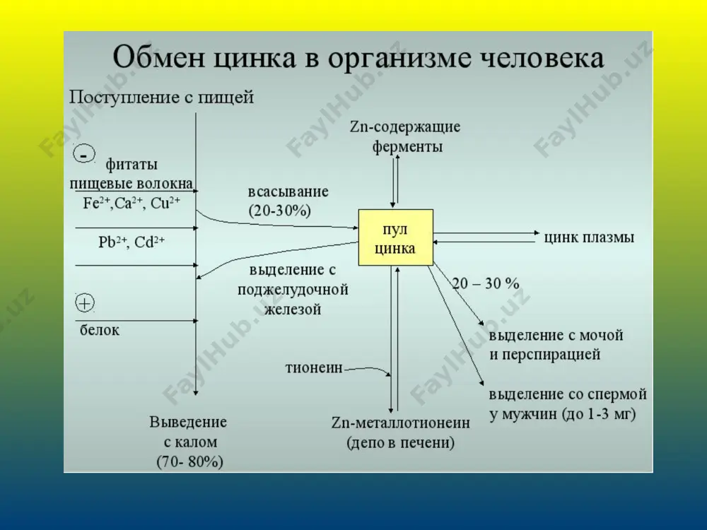екомендуемая норма составляет 11 мг в сутки, для взрослой женщины – 8 мг. беременным женщинам, кормящим матерям, детям и подросткам необходимо до 12-15 мг цинка в сутки. как дефицит, так и избыток цинка оказывают неблагоприятное воздействие на функционирование многих систем и органов. для оценки баланса цинка в организме, диагностики его недостаточности или интоксикации им исследуют его концентрацию в крови. считается, что уровень цинка в крови наиболее точно отражает его запасы в организме. источники информации https://kdlmed.ru/doctors/analyzes/tsink-v-krovi/ https://ido.tsu.ru/schools/chem/data/res/neorg/uchpos/text/g4_7_3.html http://www.analizmarket.ru/tests/id/7406 http://allmetalls.ru/zn.html роль цинка в организме человека цинк:  необходим для продукции спермы и мужских гормонов [13]  необходим для метаболизма витамина e.  важен для нормальной деятельности простаты.  участвует в синтезе разных анаболических гормонов в организме, включая инсулин, тестостерон и гормон роста [13] .  необходим для расщепления алкоголя в организме, так как входит в состав алкогольдегидрогеназы кроме выше названных функций цинка, он чрезвычайно важен для сбалансирования гормонального фона. речь идёт о …