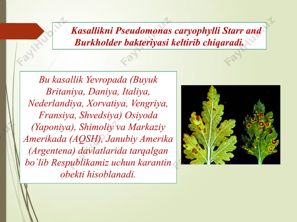 innigulning turkiya va gollandiya navlarini kasallantiradi. infeksiya qalamchala, tuproq, qum, mehnat qurollari va issiqxonalarning romlarida saqlanadi. o`simlikning ko`tarilish iqlimlari orqali poya butun o`simliklar tarqaladi. kasallikga qarshi kaarantin tadbirlariga keltirilgan ko`chatlarni bir yil davomida karantin petomniklarida muntazam fitosanito nazoratdan o`tkazib turish kiradi. petomniklarda o`simlik g`uncha hosil qilgan davrdan boshlab nazorat qilinishi kerak. kasallangan o`simliklarni namunalarini yo`q qilib tashlash va tuproq, qirindi, romlariga 40%li formali eritmasi bilan ishlob berish kerak. (1m2joyga 10letr suvda 250sm3formalindan foydalaniladi). kasallik belgilari piyozboshlardan namoyon bo`lganda ularning tubi chiriydi. ba`zan piyozboshlar tashqi ko`rinishdan sog`lom ko`rinsa-da uning ko`ndalang kesilganda sariq rangda ko`rinadi. keyinchalik poyaning pastki bo`g`inlaridagi o`tkazuvchi bog`lar bakteriya sporalari bilan to`lib qoladi, yuqori bo`g`inlarda hosil bo`lgan barglarning so`lishi bilan namayon bo`ladi. o`simlik poyasining ko`ndalang kesilganda suv naylarining qorayishi va ustidan bakteryaning shilimshig`i bilan qoplanganligi ko`rinadi. kartoshkali sekin o`sadi, koloniyasi silliq, sariq rangda bo`ladi. bakteriyaning rivojlanishi uchun optimal harorat 28-300 c, maksimal 35-370 s, va 470 c c da …