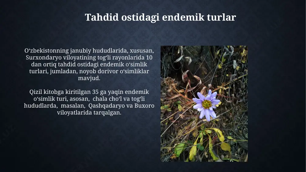 o'zbekiston florasidagi endemik turlar - Page 4