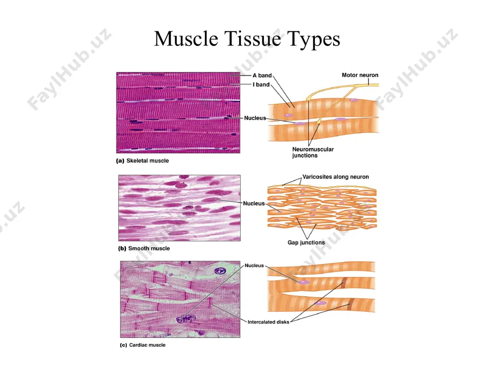 smooth muscle physiology - Page 5