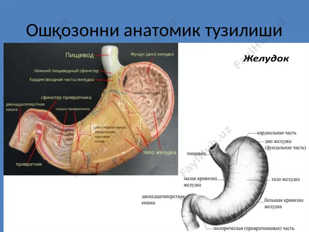 ндром эрталабда ёки овқатлангандан сўнг пайдо бўладиган оғриқлар хамда кўнгил айниши бош оғриғига, холсизлик, тез чарчашга баъзида бош айланиши, иштахани пастлиги антрал гастрит (гастродуоденит) клиникаси оғриқлар кўпинча овқатланиш пайтида ёки овқатдан кейин дархол пайдо бўлади. клиник белгилари хамда ошқозон шиллиқ қаватининг функционал ва морфологик ўзгаришлари кўп жихатидан 12 бармоқли ичак яра касаллигини эслатади. антрал гастрит билан хасталанган беморларнинг айримларида дуоденал ёки пилорик яра ривожланса, бошқаларида эса фундал гастрит кучайиб бориб ошқозон секрецияси аста - секин пасаяди. антрал гастрит (гастродуоденит) клиникаси антрал гастритнинг яра касаллигига айланиши эхтимолининг юқорилиги касалликни ўз вақтида аниқлаш ва даволаш лозимлигини кўрсатади. пальпация қилинганда эпигатриянинг ўнг сохасида (пилородуоденал зонада) ёки ханжарсимон ўсимта сохасида ва киндикда махаллий таранглашганлик (резистентлик) хамда оғриқлар топилади. пангастритда эпигастрал сохасида енгил оғриқлар бўлиб, улар кўпинча тўйиб овқатланганда ва аччиқ таомлар истеъмол қилганда кузатилади, пальпацияда топилмайди. болаларда кўпинча юзаки гастрит ва безларнинг атрофиясисиз зарарланиши билан кечадиган гастрит кузатилади, яллиғланиш жараёни одатда пангастрит кўринишида кечади. …