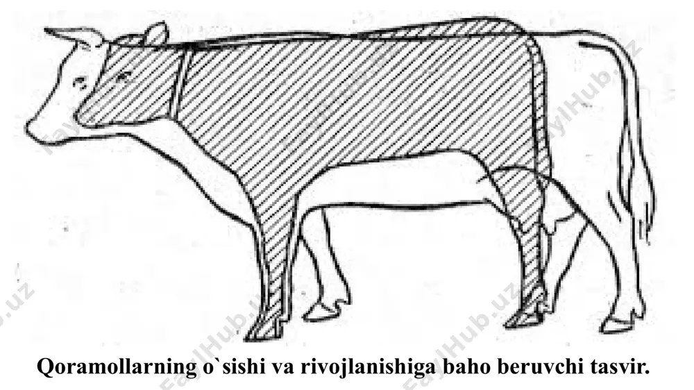 ladi. (misol uchun nazorat kunlik sog‘imlari uch o‘n kunlikda -10, 11 va12 kg, 30 kunlik miqdori 11 x 30 = 330 kg. ularning o‘rtacha miqdorining 10 + 11 + 12 = 33 : 3 = 11 kg, 30 kunlik miqdori 11 x 30 = 330 kg). 300 kunlik laktatsiya davrida sog‘ilgan sut miqdori har 30 kunda olingan sut miqdorlari yig‘indisi bilan chiqariladi. (misol uchun 3500 kg ga teng). sutning tarkibidagi yog‘ va oqsil miqdori laktatsiya boshlangandan so‘ng har oyda bir marta aniqlanib boriladi 300 kunlik laktatsiya davomida 10 marotaba (har 30 kunda bir marta) sutdan namuna olinib, yog‘ va oqsil miqdorlari aniqlanadi (ya’ni 30 kunlik sut miqdori - 330 kg shu oyda aniqlangan yog‘ miqdori - 3,8 % ga ko‘paytiriladi: 330 x 3,8 : 100= 12,54 kg yog’ chiqadi). nazorat savollar sigirlaming sut mahsuldorligini hisoblashdan asosiy maqsad nima? sutni kunlik hisobga olish usullarining qanday afzalliklari va kamchiliklari mavjud? sut mahsuldorligini …