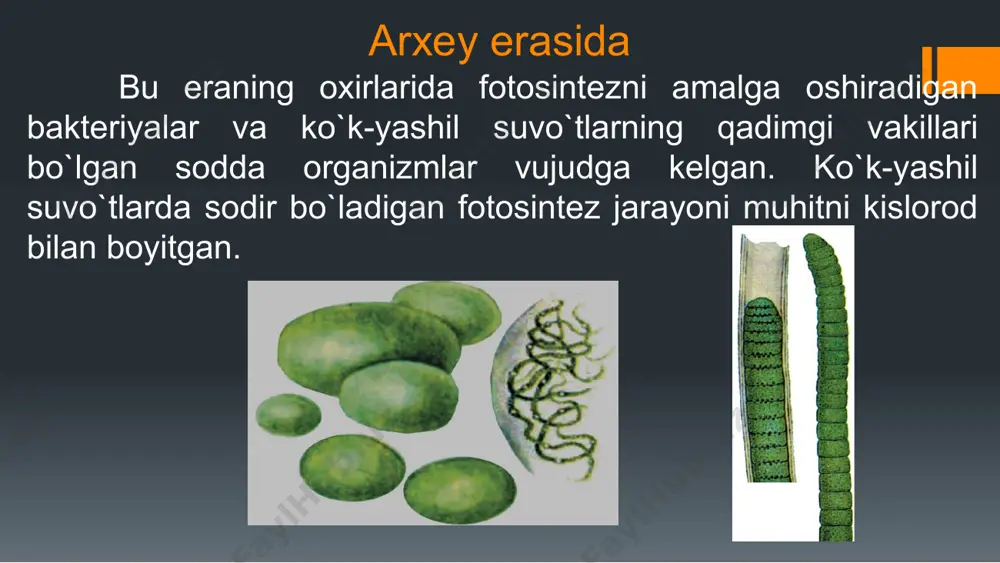 biridir. paleozoy erasi kembriy, ordovik, silur davrda → okeanlarda suvo`tlar takomillshgan; silur davrida → dastlabki quruqlik o`simligi – psilofitlar kelib chiqqan; devon davrida → yo`sinlar, plaunlar, qirqbo`g`imlar, qirqquloqlar paydo bo`lgan. yo`sinlar tanasi rizoidlar, sodda ko`rinishli poya va barglardan iborat bo`lgan. barglari bir qavat hujayrali va poyasida o`tkazuvchi to`qimasi bo`lmagan. qirqbo`g`im – kalamitlarning bo`yi 25 metrgacha bo`lgan. toshko`mir davrida → havo nam va issiq bo`lgan uchun quruqlikka ulkan qirqquloqlar, suvda suvo`tlar hukron bo`lgan, psilofitlar qirilgan, urug`li qirqquloqlar paydo bo`lgan ulardan ochiq urug`li o`simliklar paydo bo`lgan. urug`li o`simliklarning paydo bo`lishi yirik aromorfozlardan biri. perm davrida → iqlim sovuq va quruq bo`lishi bilan ulkan qirqbo`g`im va qirqquloqlar qirilib ketadi. suvni kam bug`latishga moslashgan ochiq urug`lilar, plaunlar, o`tsimon qirqbo`g`im va qirqquloqlar saqlanib qoladi. yo`sinlarning ko`payishi mezazoy erasi trias davrida → hozirgi ochiq urug`li o`simliklar hukmron bo`lgan, qadimgi ochiq urug`lilar – kordait, bennetit kabilar qirilib ketgan, qarag`ay, kedr, pixta, velvichiya, sagovnik, gingko bilobalar hozirda saqlanib …