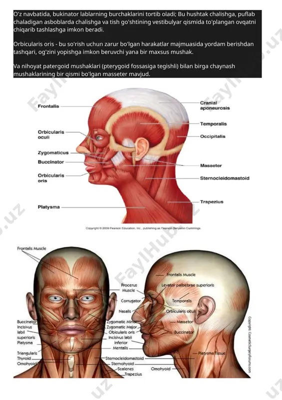 urt kavat mushaklari; chukur kavat mushaklari. yuzaki mushaklar. 1. m. platysma - buyinning teri osti serbar mushagi. kukrakning katta mushagining fassiyasidan, xamda yelka kamarining deltasimon mushagi fassiyasidan boshlanib, pastki jagning ostki chekkasiga, ogiz tirkishining burchagiga va yuz fassiyasiga birikadi. vazifasi : ogiz tirkishining burchagini pastga tortadi, buyin terisini kutaradi va taranglaydi. 2. m. sternocleidomastoideus - tush-umrov-surgichsimon mushak. tush suyagining kundok kismidan, umrov suyagining tush suyagiga birikish uchidan boshlanib, uning tutamlari yukoriga yunaladi va chakk suyagining surgichsimon usimtasiga xamda ensa suyagining linea nuchae superior chiziklariga birikadi. vazifasi : ikki tomonlama kiskarganda kalla yon tomonga bukiladi, yuz esa karama-karshi tarafga buriladi. urta kavat mushaklari. uz navbatida bu gurux mushaklar ikki toifaga ajraladi : ti osti suyagidan yukorida joylashgan mushaklar va til osti suyagida pastda joylashgan mushaklar. i. til osti suyagidan yukorida joylashgan mushaklar. 1. m. digastricus - ikki korinchali mushak : orka korinchas venter posterior - chakka suyagidagi incesura mastoidea uymasida boshlanadi, …