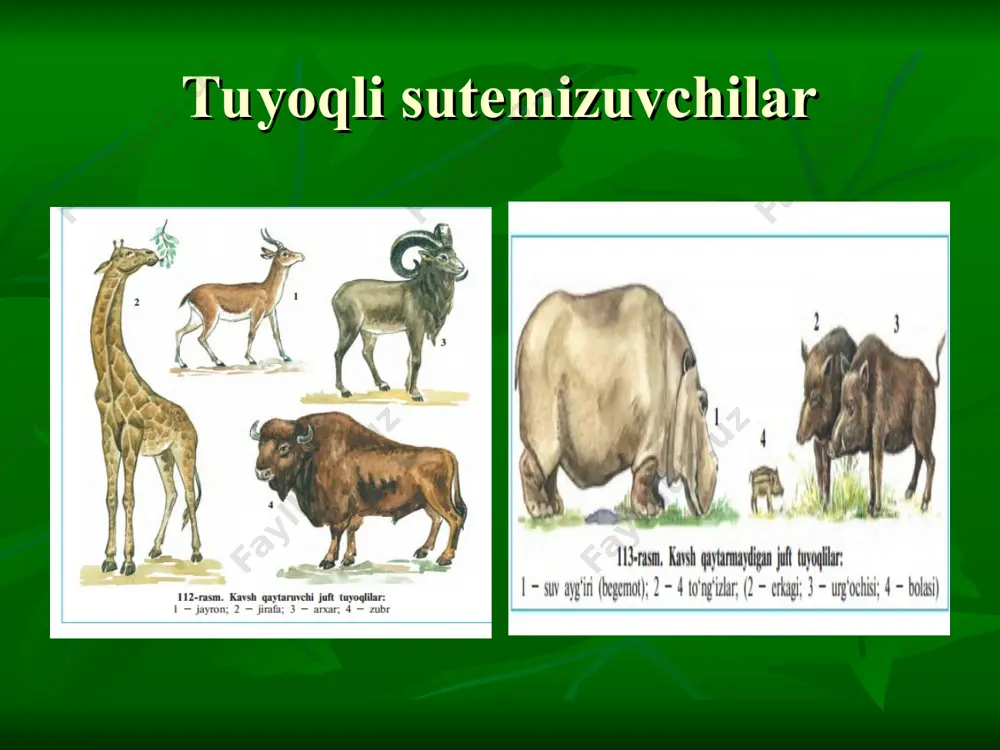 sutemizuvchilar sinfi testlari - Page 4