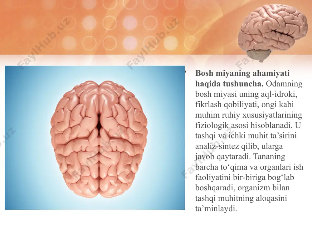 tloqosti eshitish markazlari joylashgan. oraliq miya o‘rta miyaning yuqori qismida joylashgan bo‘lib, bosh miya katta yarimsharlari bilan qoplanib turadi. oraliq miyaning tarkibiy qismlariga ko‘rish do‘mboqlari (talamus), do‘mboqosti soha (gipotalamus) kiradi. miyacha bosh miya katta yarimsharlari ensa bo‘lagining tagida joylashgan, massasi 150 g. u odam tanasidagi barchamuskullarning harakatlarini tartibli bajarilishi, muvozanatda bo‘lishini ta’minlaydi. agar miyacha shikastlansa yoki kasallansa, tana muskullari bo‘shashadi va odam tik turish, yurish, sakrash, yugurish kabi harakatlarni bajarishi qiyinlashib, mast odamga o‘xshab gandiraklab harakat qiladi. bosh miya yarimsharlari oq moddasining orasida, oraliq miyaning ustki qismida kulrang modda to‘plami bo‘lib, u ikki qismdan iborat: oqimtir yadro va targ‘il tana. oqimtir yadro tana muskullari tarangligini va harakatini boshqaruvchi nerv markazi hisoblanadi. u o‘zidan pastda joylashgan oraliq va o‘rta miya funksiyalarini boshqaradi. oqimtir yadro zararlansa, tana muskullarining tarangligi ortib, qo‘l-oyoqlarning harakati qiyinlashadi, yuz muskullarining tarangligi ortib, go‘yo yuzga niqob kiygandek bo‘ladi, ya’ni odamning har xil emotsional (xafa, xursand) holatlarini aniqlab bo‘lmaydi. …
