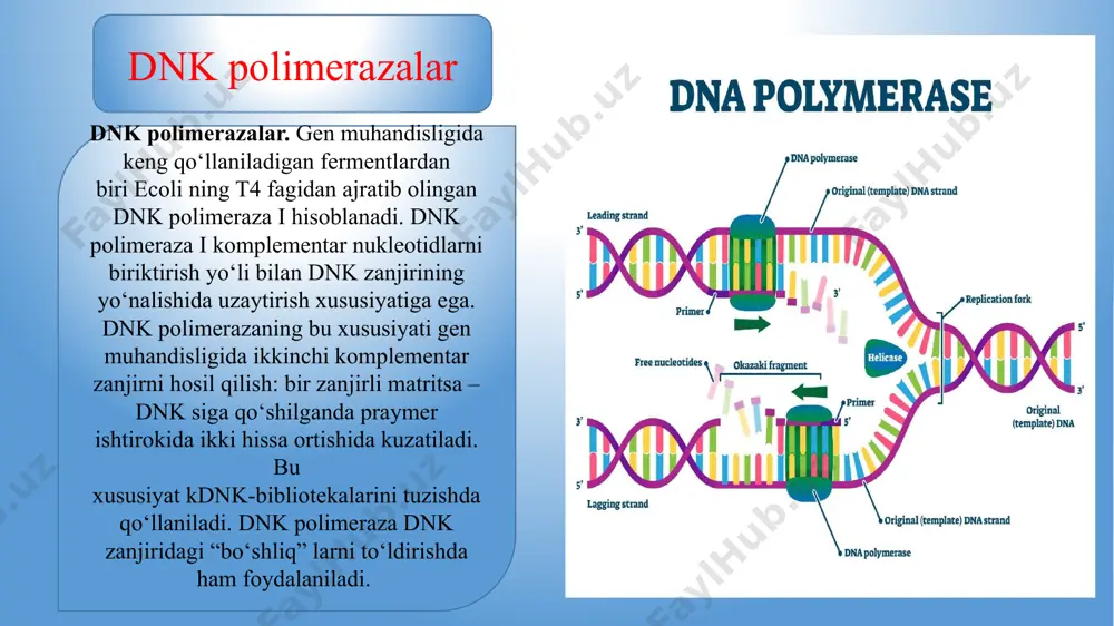 ratish mumkin: dnkni bo‘laklarga bo‘luvchi; rnk matritsa asosida dnk bo‘laklarini sintezlovchi; dnk bo‘laklarini ulovchi; dnk bo‘laklari uchlari strukturasini; o‘zgartirish imkonini beruvchi fermentlar. polimerazalar gen muhandisligida keng qo‘llaniladigan fermentlardan biri dnk polimeraza fermenti bo‘lib, bu ferment birinchi marta 1958-yilda artur korenberg tomonidan aniqlangan. dnk polimerazalar dnk polimeraza fermenti esherichia coli (ichak tayoqchasi bakteriyasi) dan ajratib olingan. esherichia coli ichak tayoqchasi bakteriyasi polimerazalar dnk polimeraza fermenti komplementar nukleotidlarni biriktirish yo‘li bilan dnk zanjiri reduplikatsiya jarayonida ishtirok etadi. bu fermentdan gen muhandisligida yangi dnk molekulalarini sintezlashda foydalaniladi. revertazalar viruslarni o‘rganish jarayonida ayrim viruslarning genomi bitta rnk zanjiridan iborat bo‘lib, hujayra ichida rivojlanayotganda o‘z genomini ikki zanjirli dnk ko‘rinishiga o‘tkazib, xo‘jayin hujayra genomiga kiradi. rnk matritsa asosida komplementar dnk sintezlay oladigan virusning maxsus fermenti, ya’ni teskari transkriptaza yoki revertazalar ajratib olindi. rnk ligazalar rekombinatsiya jarayoni dnkni bo‘laklarga ajratish va ularni ulashdan iboratdir. qo‘shni nukleotidlar orasidagi fosfodiefir bog‘larini tiklash orqali dnk bo‘laklarini bog‘lash vazifasini bajaruvchi …