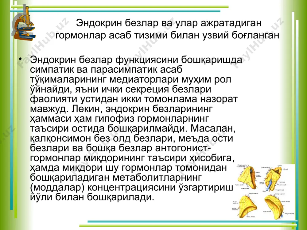 эндокрин тизим физиологияси - Page 4