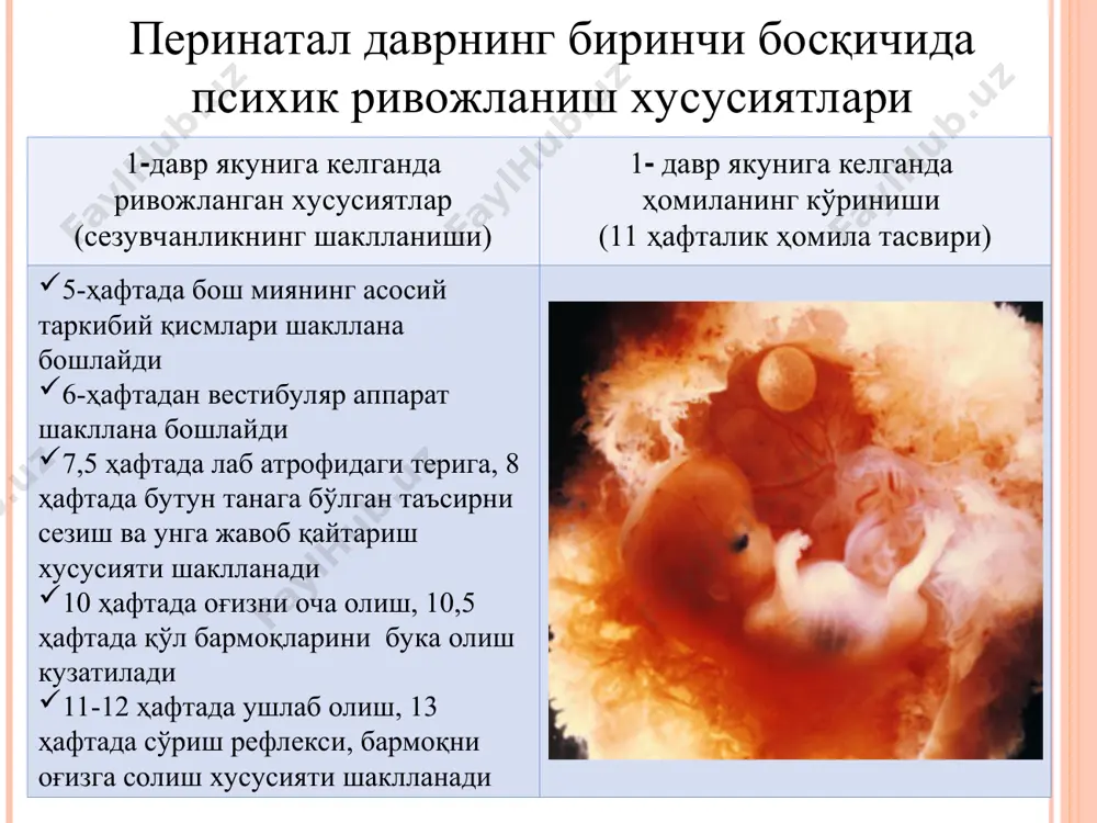 нарса-буюмлар билан бажариладиган тартибсиз ҳаракатлар ўрнига уларни ўз вазифасига кўра ишлатиш хусусияти шаклланади 2-йилнинг охирига келиб, бола бир неча ҳафта олдиин кўрган нарсасини эслай олишга қодир бўлади, унда солиштириш, умумлаштириш каби тафаккур аперациялари ривож топади нутқнинг ривожланиши учун сензитив давр юзага келади (айниқса 1.5 ёшдан кейин бола мулоқотда ташаббускорлиги билан ажрала бошлайди) ўзини ўзи англаш ривожланади (тахминан 1.5 да болада ўз жинси ҳақидаги илк тасаввурлар шаклланади, 18 ойда бировнинг ёрдамисиз кўзгуда ўз аксини таний бошлайди, 2 ёшда эгалик ҳисси юзага келади, тахминан 3 ёшда “мен” тушунчаси ўзлаштирилади илк болалик давридаги психологик янгилик бола томонидан ўзининг атрофидаги ларидан ажралиши ўзининг ҳаракат субъекти сифатида англаши бошқа кишилар билан таққослаши бола учун вазиятнинг мазмуний маркази -предмет бола ҳаракатидаги ўзгаришлар вазият марказида сўз юзага келади вазият маркази сифатида катталар намоён бўлади л.с.выготский н.а.менчинская в.штерн д.б.эльконин т.е.конникова р.я.абрамович-лехтман тадқиқотчи олимлар эътиборингиз учун раҳмат !