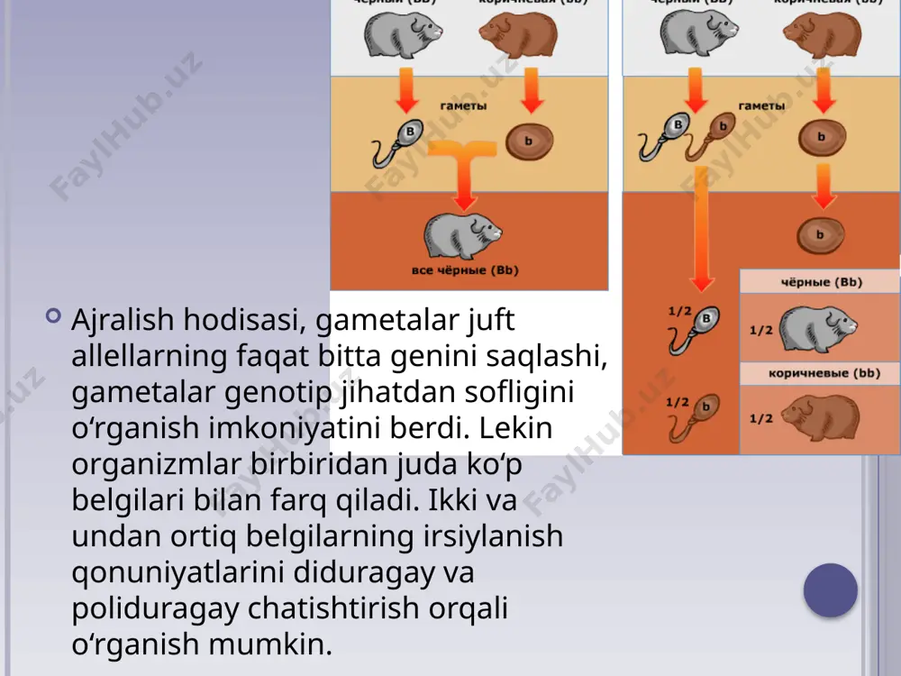 i (aa) duragayda ikki xil 21 gameta; aabb duragayda esa to‘rt xil 22 tipdagi gameta hosil bo‘ladi. aabbcc — triduragayda sakkiz xil 23 tipdagi gameta hosil bo‘ladi. image2.jpeg image3.jpeg image4.gif image5.jpeg image6.jpeg image7.jpeg image8.jpeg image9.jpeg image10.jpeg image11.jpeg image12.png image13.jpeg /docprops/thumbnail.jpeg