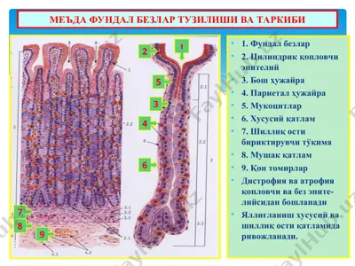 меъда фундал безлар тузилиши ва таркиби — PPT