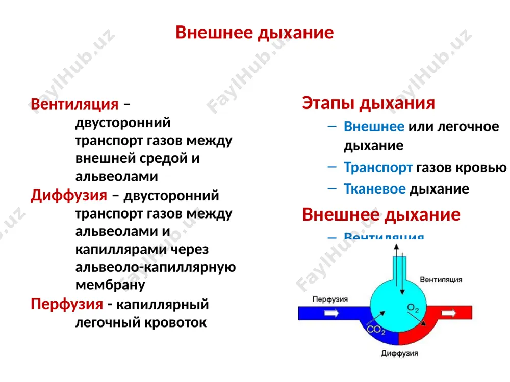 раженное в % офв1 - объем форсированного выдоха за первую секунду фжел (форсированная жел) - максимальный объем выдоха после глубокого вдоха индекс тиффно прямо отражает степень обструкции в норме индекс тиффно ≥ 70% клинически при обструктивной гиповентиляции: одышка возникает рано удлинен выдох на выдохе – сухие хрипы высокого тембра не могут задуть свечу с 15 см не могут надуть шарик из-за гиперкапнии - нарушения сна, головная боль, анорексия, могут быть судороги гипоксемия и цианоз развиваются относительно поздно, в связи с чем больные получили название «розовые пыхтелки» почему «розовые» и почему «пыхтелки»? таких больных называют • «розовыми», поскольку цианоз развивается относительно поздно • «пыхтелками» или «пыхтельщиками», поскольку для преодоления преждевременно наступающего экспираторного коллапса бронхов выдох производится через сложенные в трубочку губы и сопровождается своеобразным пыхтением эластическое сопротивление эластическое сопротивление – сопротивление легочной ткани возрастает при каких-либо процессах в самой легочной ткани, ограничивающих ее расправление такой тип альвеолярной гиповентиляции называется рестриктивным ограничивают …