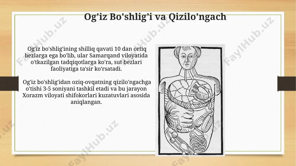 hazim sistemasi anatomiyasi - Page 5
