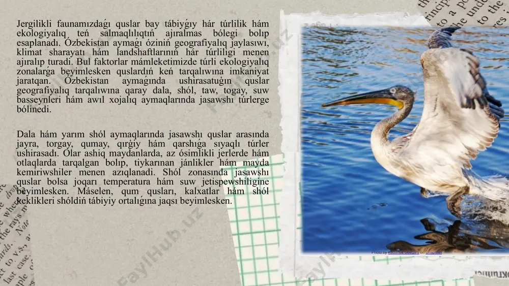 arınan aqılǵa uǵras paydalanıw, awlawdı tártipke salıw hám xalıqtıń ekologiyalıq bilimlerin arttırıw zárúrligi barǵan sayın artıp barmaqta. sebebi, quslar tek ǵana estetikalıq gózzallıq emes, al tábiyattıń tiri indikatori sıpatında da biz ushın sheksiz áhmietke ie. olardı saqlaw arqalı biz óz tábiyatımız, ekologiyamız hám keleshek áwlad ushın áhmietli ekologiyalıq turaqlılıqtı saqlap qalamız. ózbekstannıń bay hám hár qıylı tábiyat zonaları quslar ushın hár qıylı jasaw orınların támiyinlep beredi. mámleketimiz aymaǵı óziniń geografiyalıq ornı, relyefi, klimat sharayatı hám tábiyǵıy resursları menen oraylıq aziya regionında quslardıń migraciyası hám jasaw procesinde úlken áhmietke ie. hár qıylı ekologiyalıq poyaslarda ushırasatuģın quslar olardıń ortalıqqa beyimlesiwi, azıqlıq derekleri hám uya qurıw orınlarına qarap tarqalgan. jergilikli quslar faunası tek ǵana olardıń turaqlı jasaw ornı emes, al máwsimlik ótiw poyasları sıpatında da úlken orın ieleydi. ásirese, báhár hám gúz máwsimlerinde kóship júriwshi quslar ózbekstan aymaǵınan ótip, waqtınsha bul jerde toqtap qaladı. bul kóship júriwshi quslar arasında aqquwlar, jabayı quwlar, úyrekler, …