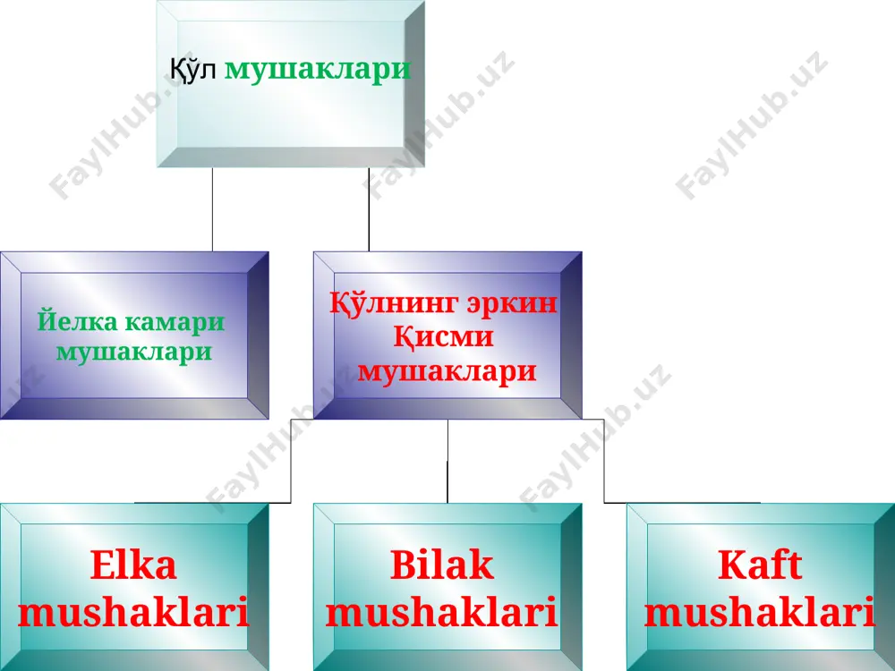 amay tuiganida ko'tarilgan qo'lni pastga tushirib tanaga yaqinlashtiradi va ichkariga (pronatsiya) buradi. qo'l qimiriamay tursa, kurakning pastki burchagini tashqariga va oldinga tortadi. 1 2 2 - biceps 3 - katta dumaloq m. 3 kurak osti mus(1). (m. subskapularis) kurakning qovurg’a yuzasini qoplab turadi. kurak osti huqurchasi va kurakning tashqi qirrasidan boshlanib, yassi pay bilan yelka suyagi kichik bo'rtig'i va uning qirrasiga birikadi. faoliyati: yelkani ichkariga (pronatsiya) buradi va tanaga yaqinlashtiradi. elka mushaklari old guruh orqa guruh elkani oldingi mushaklari guruhi (fleksorlar) 1 2 3 4 2- uzun bosh 3- kalta bosh 4 - deltoid m 5 - skapulyar m 6 - katta dumaloq m 5 6 m.biceps brachii (1). caput longum kurakning kurak suyagining bo'g'im usti bo'rtig'idan boshlanadi. uning payi yelka bo'g'imi xaltasi ichida bo'rtiqlararo egatda yotadi. caput breve tumshuqsimon o'simtasidan boshlanadi. yelkaning o'rta qismida mushakning ikkala boshchasi o'zaro birikib duk shaklidagi umumiy qorincha hosil qiladi. mushak payi, bilak suyagi …
