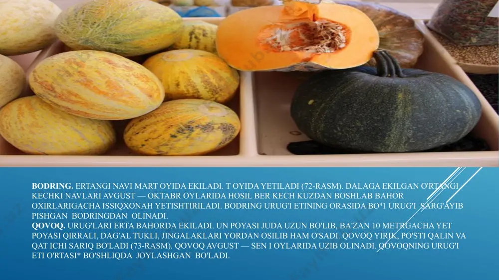 ardir. adabiy til paydo bo’lgunga qadar nutq madaniyati borasida amal qilgan talab va tasavvurlar adabiy til paydo bo’lgandan kеyingi davr, ya'ni adabiy til bilan bog’liq bo’lgan nutq madaniyati tasavvurlaridan farqlanadi. chunki nutq madaniyati chinakam ma'noda adabiy til va uning normalari bilan bog’liqdir. avvalo adabiy til tushunchasining mohiyatiga qisqacha to’xtaylik. bodring. ertangi navi mart oyida ekiladi. t oyida yetiladi (72-rasm). dalaga ekilgan o'rtangi kechki navlari avgust — oktabr oylarida hosil ber kech kuzdan boshlab bahor oxirlarigacha issiqxonah yetishtiriladi. bodring urug'i etining orasida bo41 urug'i sarg'ayib pishgan bodringdan olinadi. qovoq. urug'lari erta bahorda ekiladi. un poyasi juda uzun bo'lib, ba'zan 10 metrgacha yet poyasi qirrali, dag'al tukli, jingalaklari yordan osilib ham o'sadi. qovoq yirik, po'sti qalin va qat ichi sariq bo'ladi (73-rasm). qovoq avgust — sen i oylarida uzib olinadi. qovoqning urug'i eti o'rtasi* bo'shliqda joylashgan bo'ladi. yangi mavzu savol-javoblar orqali mustahkamlanadi. vi.uyga berilgan vazifa: uyga topshiriq. manzarali daraxt va butalar image1.jpeg …