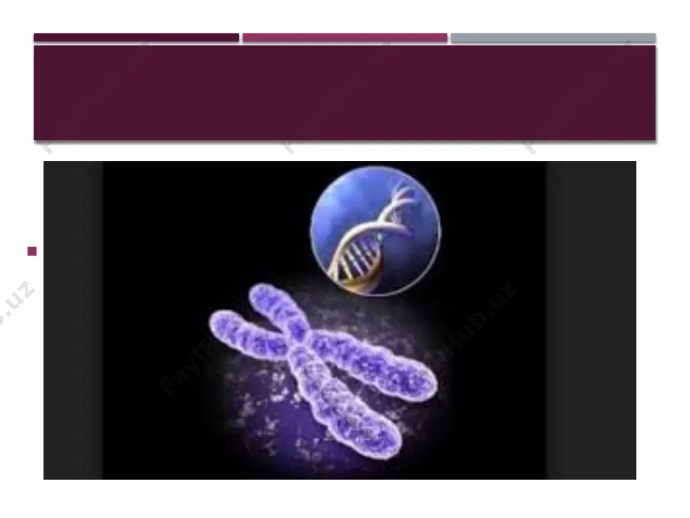 organoidlariga maxsus tuzilishga ega bo`lgan va ma`lum funksiyani bajaradigan tuzilmalar kiradi. ular endoplazmatik to`r, ibosomalar, gol`ji apparati, mitoxondiriyalar, lizosomalar va sentrosomalar va boshqalar. xujayra membramasi xujayraning tashqi va ichki muhiti orasidagi modda almashinuvini boshqaradi. endoplazmatik to`r turli moddalarni tanlab o`tkazish hususiyatiga ega. ribosomalar oqsillar sintezida ishtirok etadi. mitoxondriyalar xujayrani energiya bilan ta`minlovchi ko`pgina ximiyaviy reaksiyalarda qatnqshadi. lizosomalarda oziq moddalarni parchalaydigan har xil fermentlar saqlanadi. yadro atrofida joylashgan organoid xujayra markazi deb nomlanadi. u xujayra bo`linishida muhim rol o`ynaydi. yadroning shakli, o`lchami ko`roq xujayraning shakli va o`lchamiga bog`liq bo`ladi. yadro tarkibida xromosomalar mavjud. xujayra yadrosining bo`linishida kuzatiladigan yaxshi bo`linadigan tanachalarni 1888 yilda nemis olimi v.valdeyer aniqlab, ularni xromosomalar deb atagan. xromosomalar grekcha so`z bo`lib, “xromosom”- bo`yoq, rang, “somo” tanacha degan ma`noni bildiradi. xromosomalar organizmning o`ziga hos bo`lgan barcha biologik belgilarni irsiy yo`l bilan nasldan-naslga o`tkazadi u oqsillar va nuklein kislotalarining yirik molekulalaridan tashqil topgan. xromosomalar ipsimon yoki tayoqchasimon shaklda bo`lib, uning …