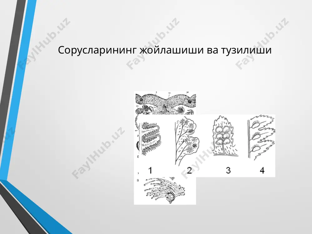 қирққулоқтоифа усимликлар - Page 5