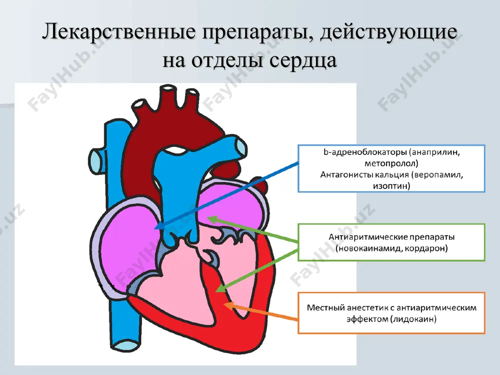 о 0.12с и более) зубца р нет сегмент st и зубец т экстрасистолы дискордантны направлению основного зубца (r или s) комплекса qrs полная компенсаторная пауза (не всегда) чсс 85, ритм синусовый rr=rr, р 0.08“, pq 0.16“, qrs 0.08“, st изоэлектричен, т(+) qt 0,38". инверсия зубцов сохранена. переходная зона v3. qrs э/с 0.12“. rс-rс>rc-rэ/с заключение: единичные мономорфные желудочковые экстрасистолы ( до 2 в мин.). предсердная пароксизмальная тахикардия внезапно возникающий и внезапно заканчивающийся приступ учащения чсс 140-250 в мин., правильный ритм перед каждым комплексом qrs низкоамплитудный, деформированный, двухфазный или отрицательный зубец р нормальные желудочковые комплексы qrs, в некоторых случаях ухудшается ав - проводимость с развитием ав-блокады i степени (удлинение интервала p-q более 0.12с) или ii степени с периодическими выпадениями отдельных комплексов qrs (непостоянные признаки) экг чсс 150, ритм правильный rr=rr, р нет или не синусовый, pq (-) или pq<0.12, qrs 0.08“, st изоэлектричен, т(+) qt 0,25". инверсия зубцов сохранена. переходная зона v3. …