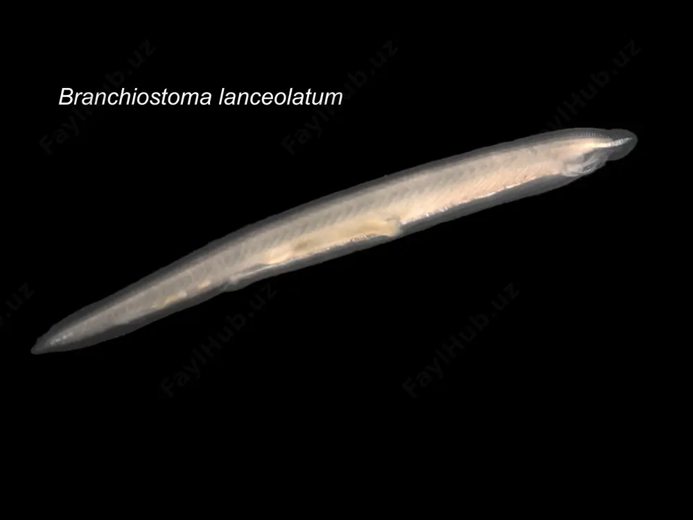 branchiostoma lanceolatum - Page 2