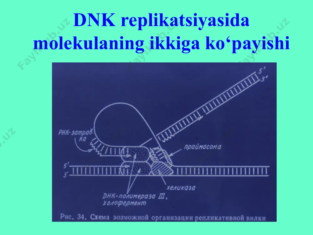 dnk replikatsiyasi - Page 5