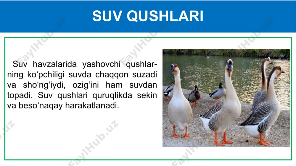 suv havzasi va sohil qushlari - Page 5