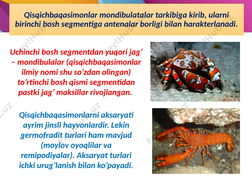 qisqichbaqasimonlar (crustacea) kenja tipi - Page 5