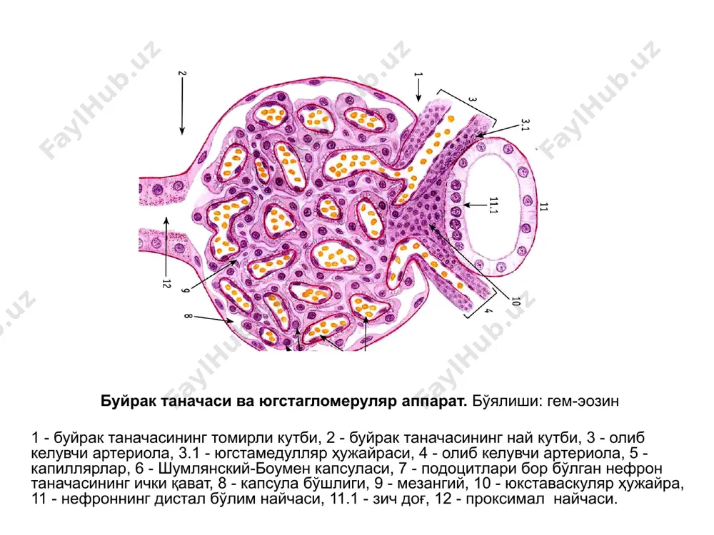 сийдик айирув системаси - Page 3