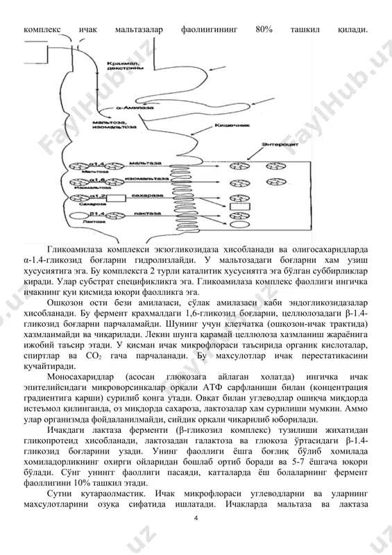 урли каталитик хусусиятга эга бўлган суббирликлар киради. улар субстрат спецификликга эга. гликоамилаза комплекс фаоллиги ингичка ичакнинг қуи қисмида юқори фаолликга эга. ошқозон ости бези амилазаси, сўлак амилазаси каби эндогликозидазалар хисобланади. бу фермент крахмалдаги 1,6-гликозид боғларни, целлюлозадаги β-1.4-гликозид боғларни парчаламайди. шунинг учун клетчатка (ошқозон-ичак трактида) xазмланмайди ва чиқарилади. лекин шунга қарамай целлюлоза хазмланиш жараёнига ижобий таъсир этади. у қисман ичак микрофлораси таъсирида органик кислоталар, спиртлар ва со2 гача парчаланади. бу махсулотлар ичак перестатикасини кучайтиради. моносахаридлар (асосан глюкозага айлаган xолатда) ингичка ичак эпителийсидаги микроворсинкалар орқали атф сарфланиши билан (концентрация градиентига қарши) сyрилиб қонга yтади. овқат билан углеводлар ошиқча миқдорда истеъмол қилинганда, оз миқдорда сахароза, лактозалар xам сyрилиши мумкин. аммо улар организмда фойдаланилмайди, сийдик орқали чиқарилиб юборилади. ичакдаги лактаза ферменти (β-гликозил комплекс) тузилиши жихатидан гликопротеид хисобланади, лактозадан галактоза ва глюкоза ўртасидаги β-1.4-гликозид боғларини узади. унинг фаоллиги ёшга боғлиқ бўлиб хомилада хомиладорликнинг охирги ойларидан бошлаб ортиб боради ва 5-7 ёшгача юқори бўлади. сўнг унингг …