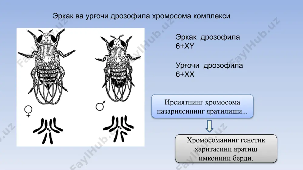 шаклланишида муҳим ўрин тутади: сурункали чарчаш синдроми, мигрень, митохондриал кардиомиопатия, гипопаратиреоз, рахит, диабет. демак, ирсий касалликларни ўрганишда генетик картадан фойдаланилади. одам митохондриал днк си цитоплазматик ирсийланиш. организм индивидуал ривожланишида, фенотипик белгилар шаклланишида хромосомадан ташқари генетик элементлар иштирок этади жинс, бу белги ва хусусиятлар тўплами бўлиб, авлодлар ва улардаги ирсий белгиларни жинсий ҳужайралар (гаметалар) орқали юзага чиқаради. ҳар бир соматик ҳужайранинг энг аҳамиятли белгиларидан бири ундаги хромосомаларнинг жуфт сондалигидир. жуфт бўлган хромосомалар бир-бирларига жуда ўхшаш бўлади. фақат бир жуфт хромосома бир-бирига ўхшамайди ва айрим организмларда битта хромосоманинг жуфти бўлмаслиги хам мумкин. ана шу ўхшамайдиган ва жуфти бўлмаган хромосомалар жинсни белгилашга алоқаси борлиги учун бу хромосомаларни жинсий хромосомалар деб аталади. жинсни аниқлаш усуллари: соматик хужайраларида бир хил жинсий хромосомалар бўлиб, бир хил жинсий хужайралар хосил қиладиган организмларга гомогаметали, ҳар хил жинсий хромосомалар бўлиб, бир хил жинсий хужайралар хосил қиладиганларига эса гетерогаметали организмлар дейилади: сут эмизувчилар, одам, дрозофила (хх- урғочи), рептилялар, қушлар, амфибиялар …