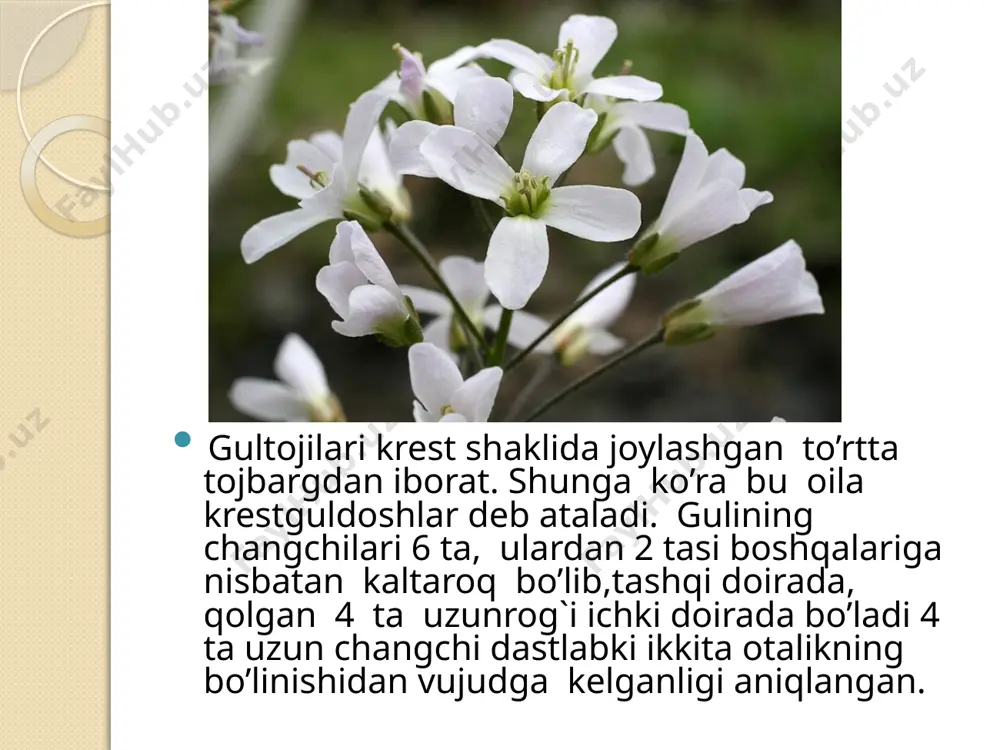 karamdoshlar - brassicaceae - Page 3